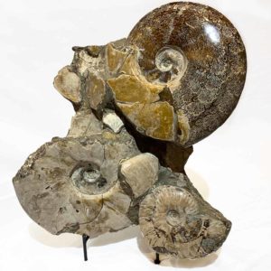 Agate Designs Ammonite Cluster Front