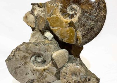 Agate Designs Ammonite Cluster Front